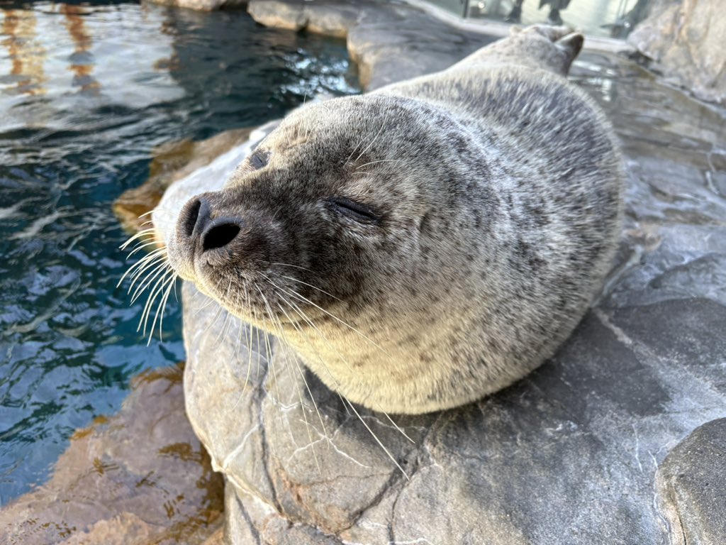 しながわ水族館 tweet media