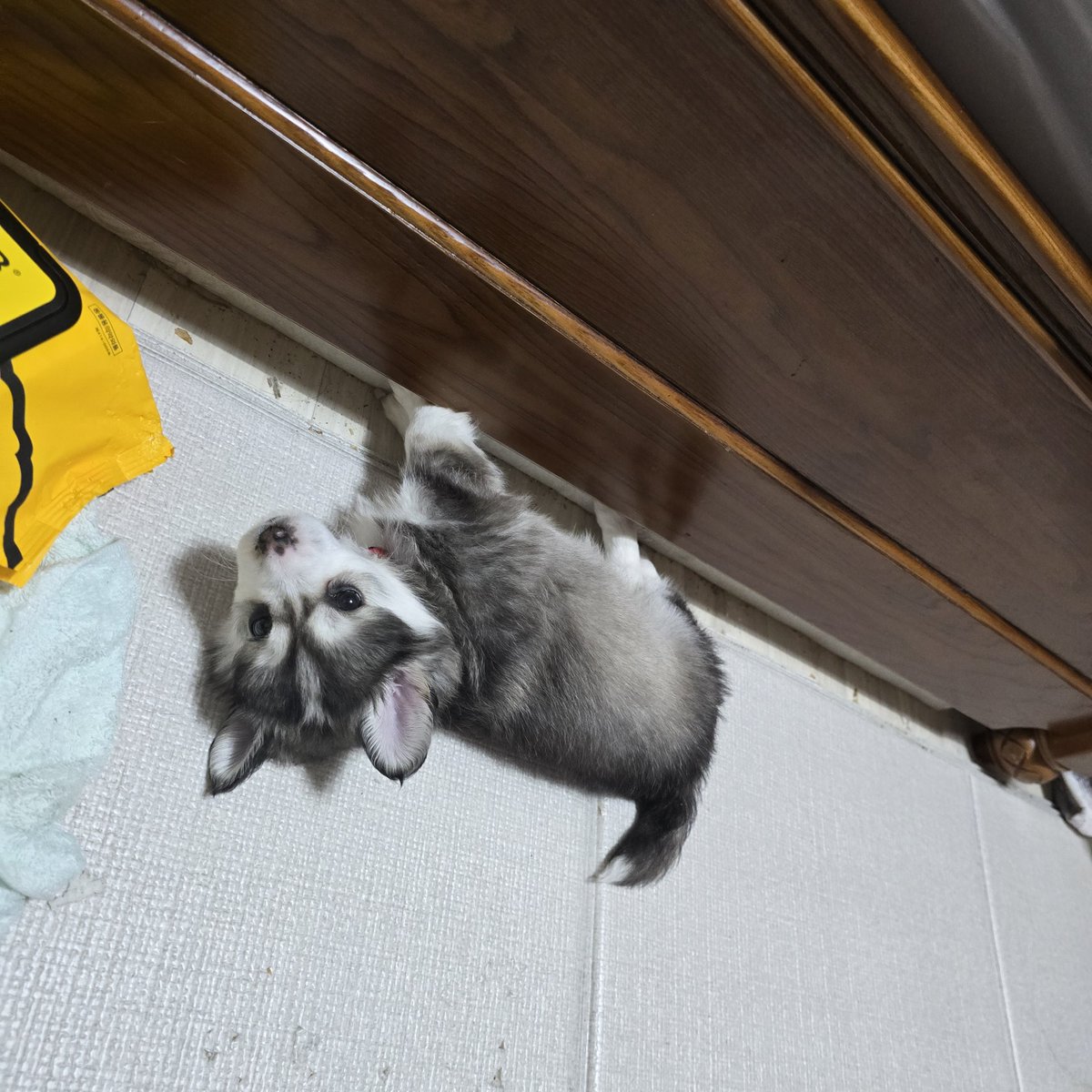 간헐적 짭스키 🐶르웬 🍼 tweet media