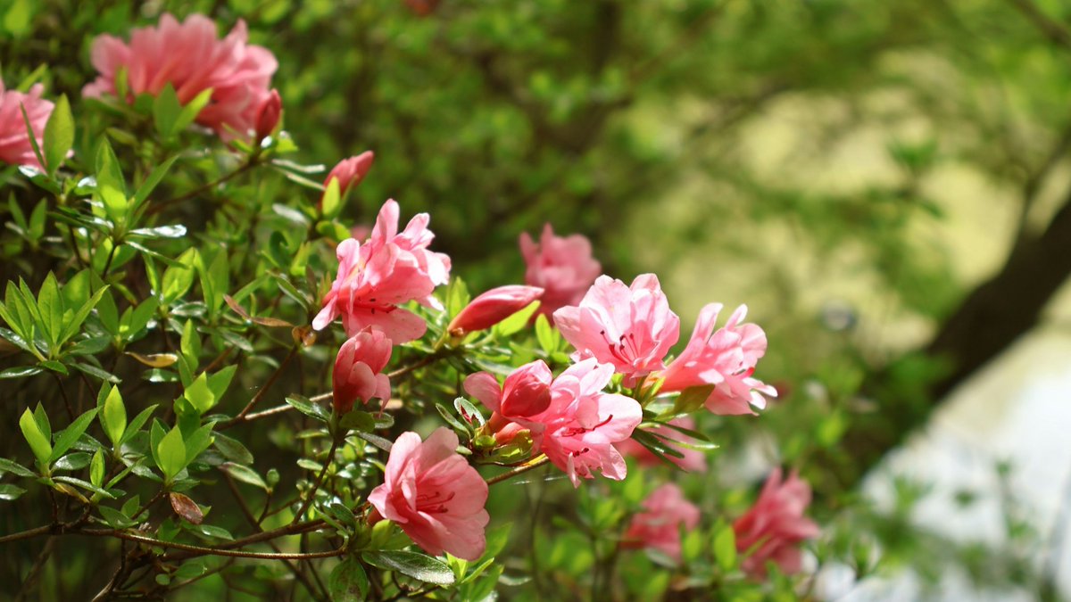 ReckoninSC tweet media