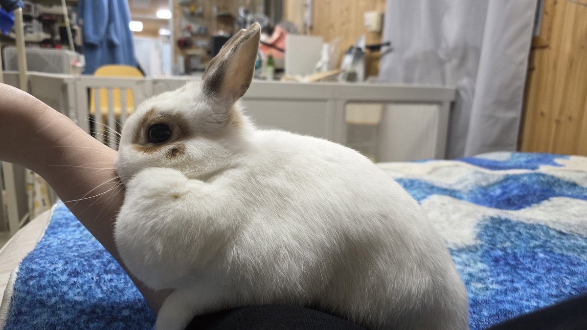 모룽 (목털...입니다) 외 털 동물 소량 tweet media