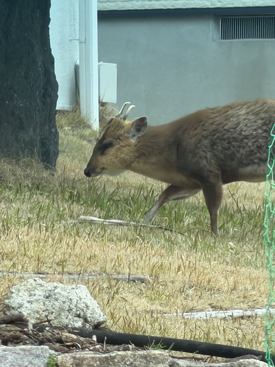 麻生絵夢 tweet media