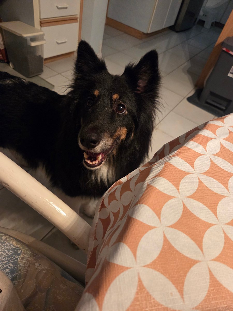 제야네🐾 tweet media