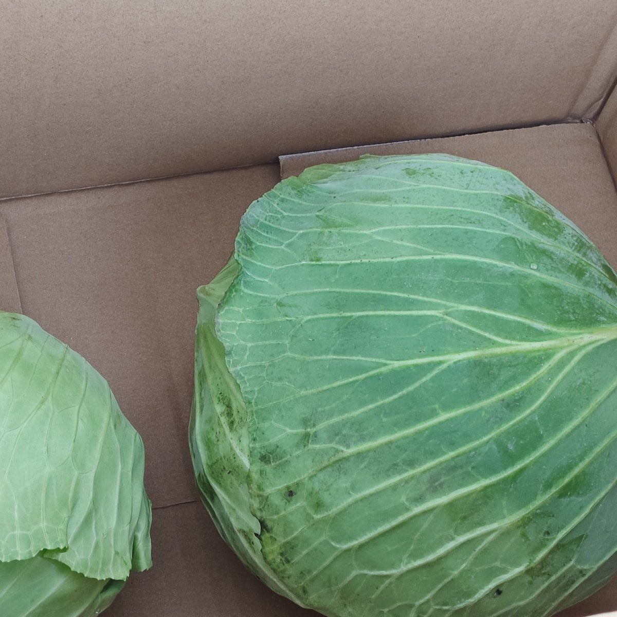 だんぼーる@VRC tweet media