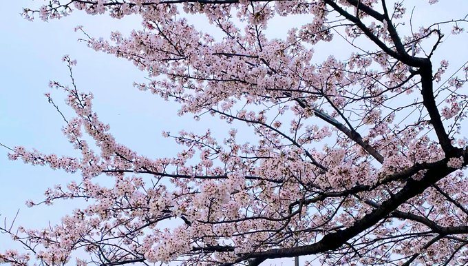 昨日花見してきた 