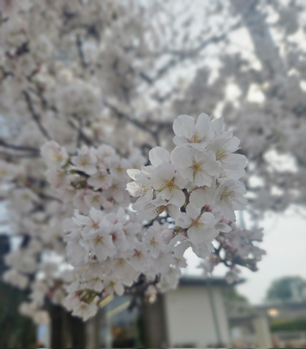 桜花(山登り大好き芸人🗻/駄洒令子🌸) tweet media