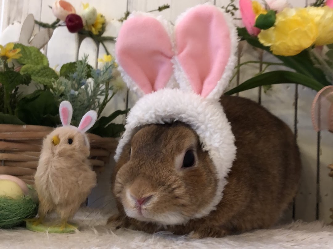 うさぎ専門店ラビットリンク tweet media