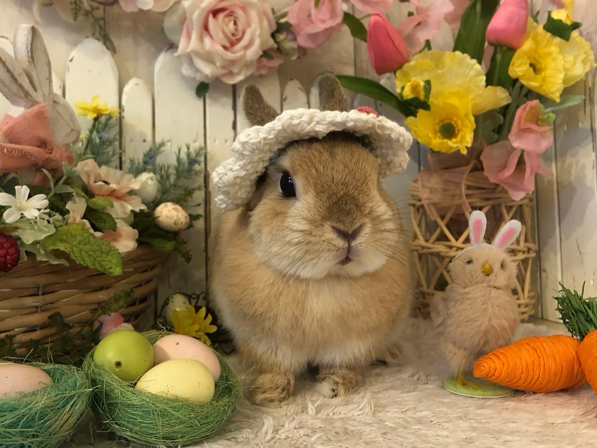 うさぎ専門店ラビットリンク tweet media