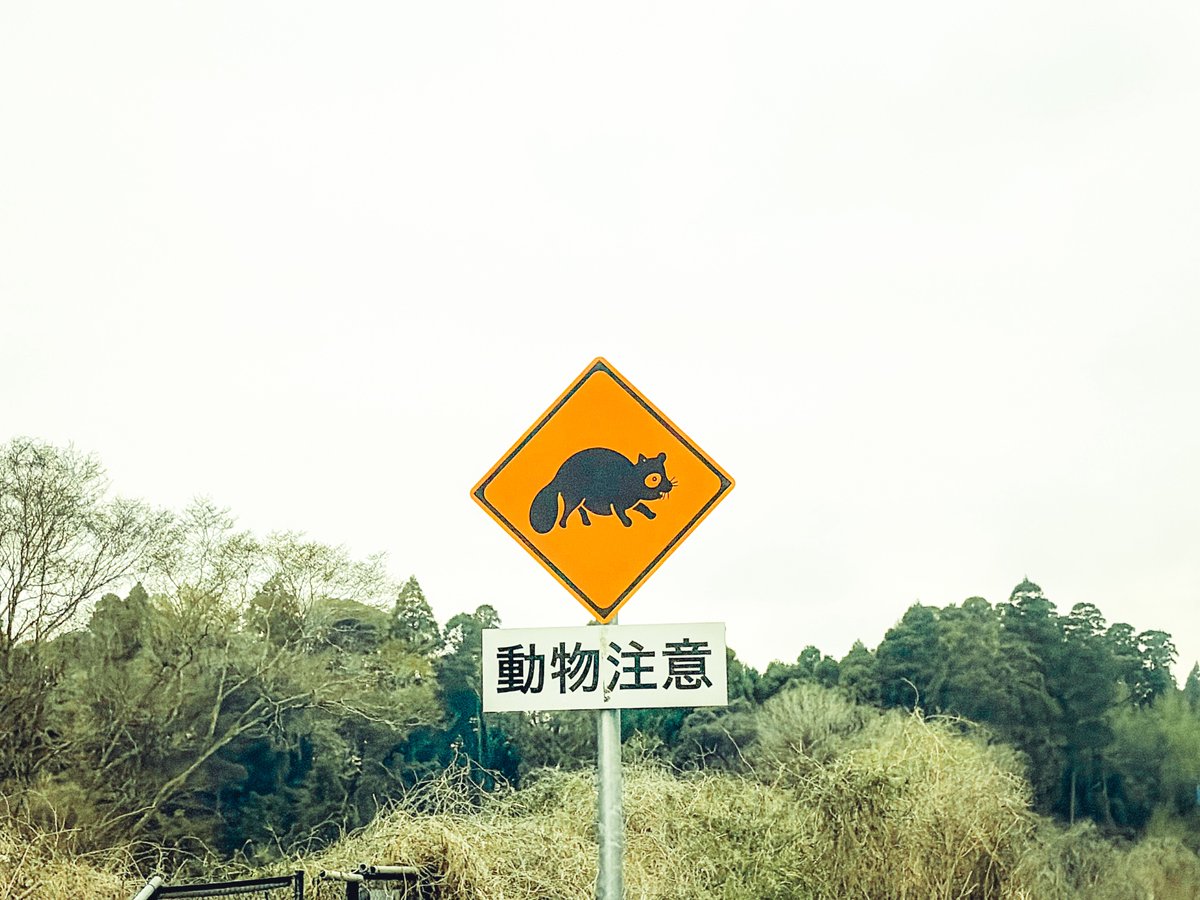 𓃰 𝕣𝕒𝕟 𓃰 フィルムで廃墟 tweet media