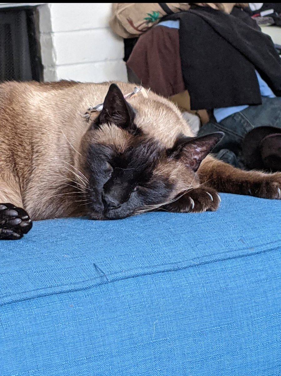 ཐི༏ཋྀ Cozy ཐི༏ཋྀ 🖤Momma Moth🖤 tweet media