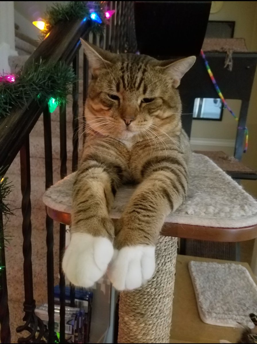 ཐི༏ཋྀ Cozy ཐི༏ཋྀ 🖤Momma Moth🖤 tweet media