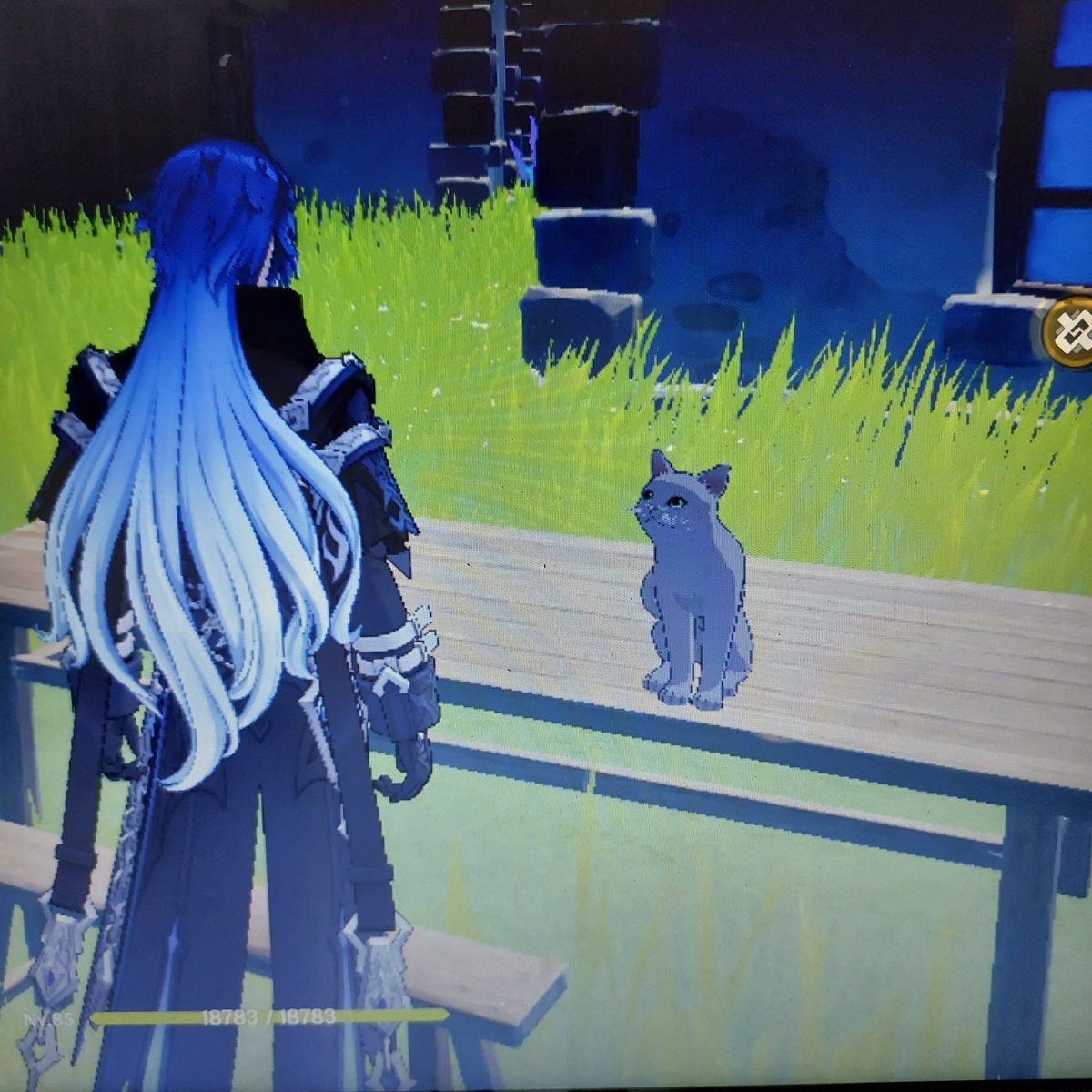 E pode gato na mesa