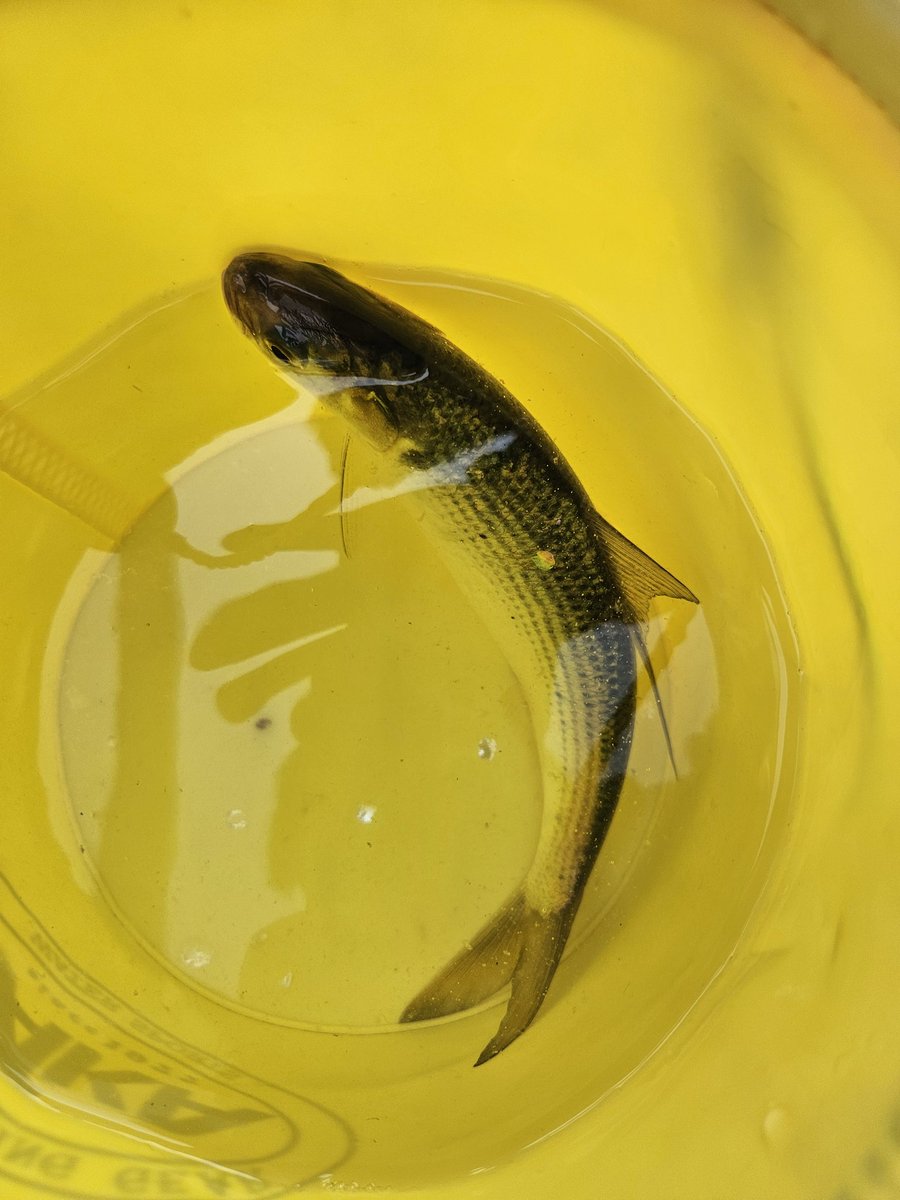 nae@絶唱09 tweet media