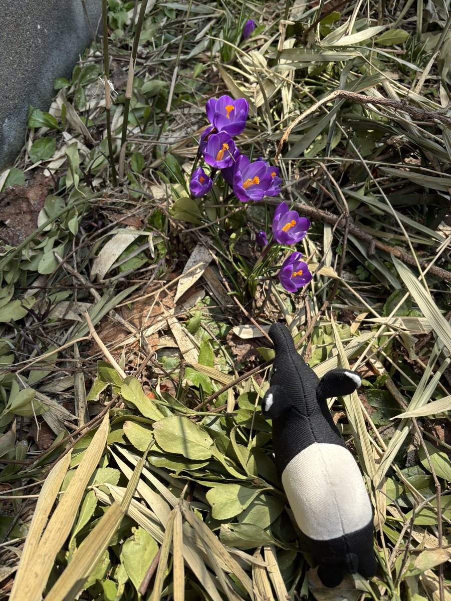 かねざわるつ tweet media