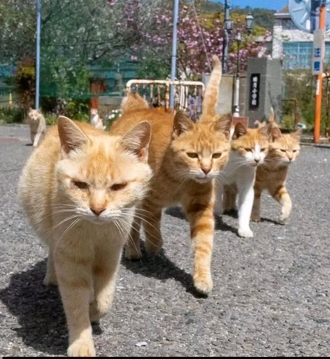 The pets only 🐾 tweet media