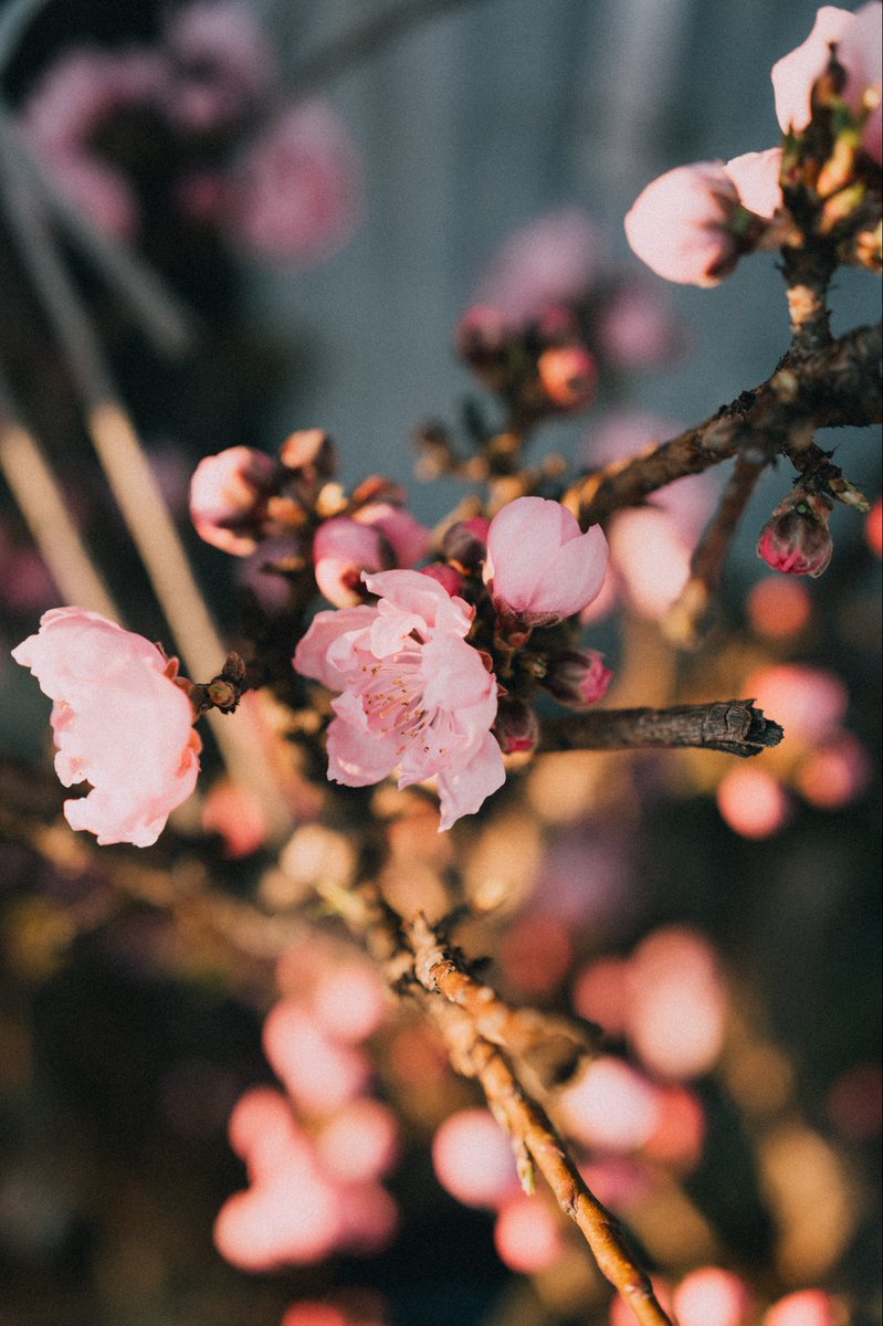 millioneon うえでぃー tweet media