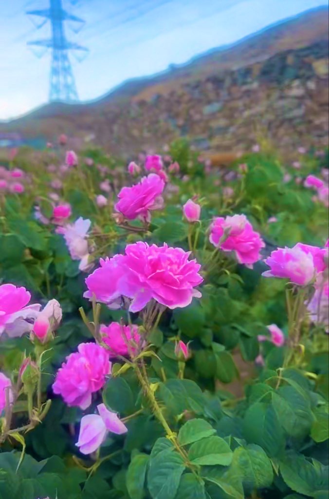 ‏﮼سحـاب ‌‌‌‌‌‌࿐❥ tweet media