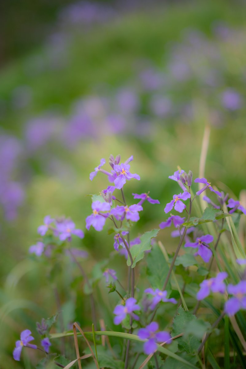 ぺんどり📷️ tweet media