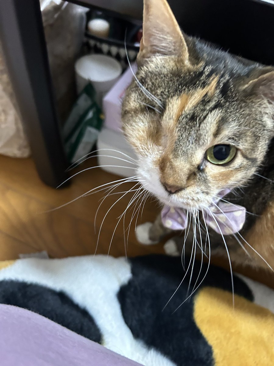 ゆこくま tweet media