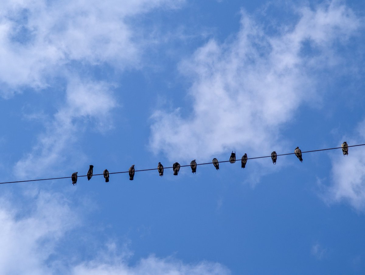 A7mdMustfa's tweet photo. Guardians of the street 🕊️ https://t.co/Q2qlhpcTaz