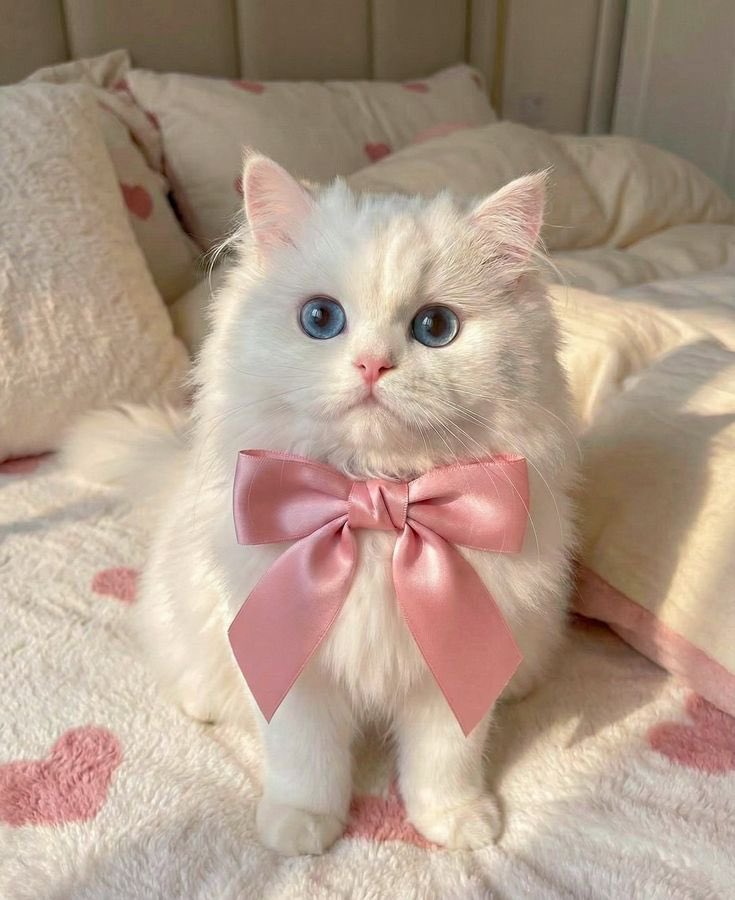 ทวิงเคิลลี่ ᙏ̤̫ ♡ྀི ⋆.˚ tweet media