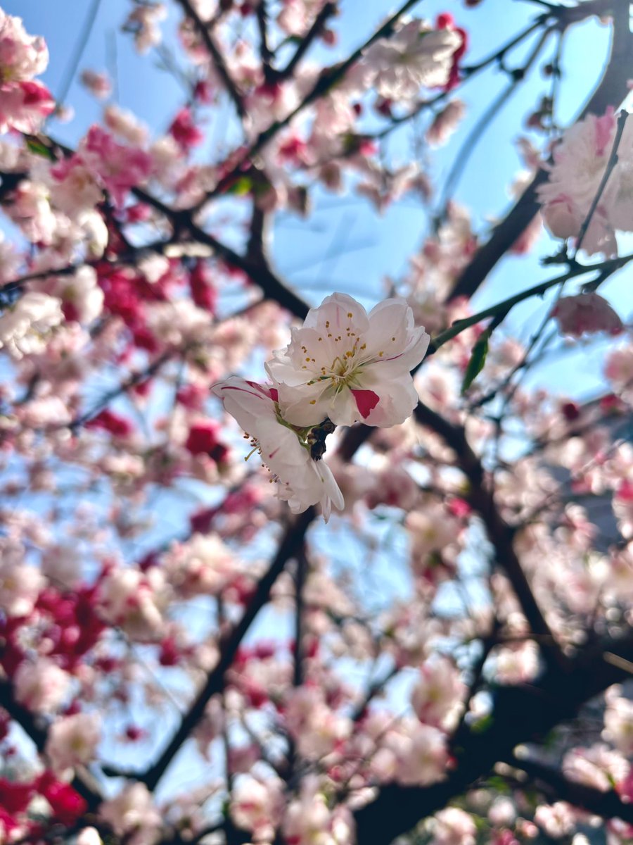 ともち🦍🍆🍌☃️🐷 tweet media