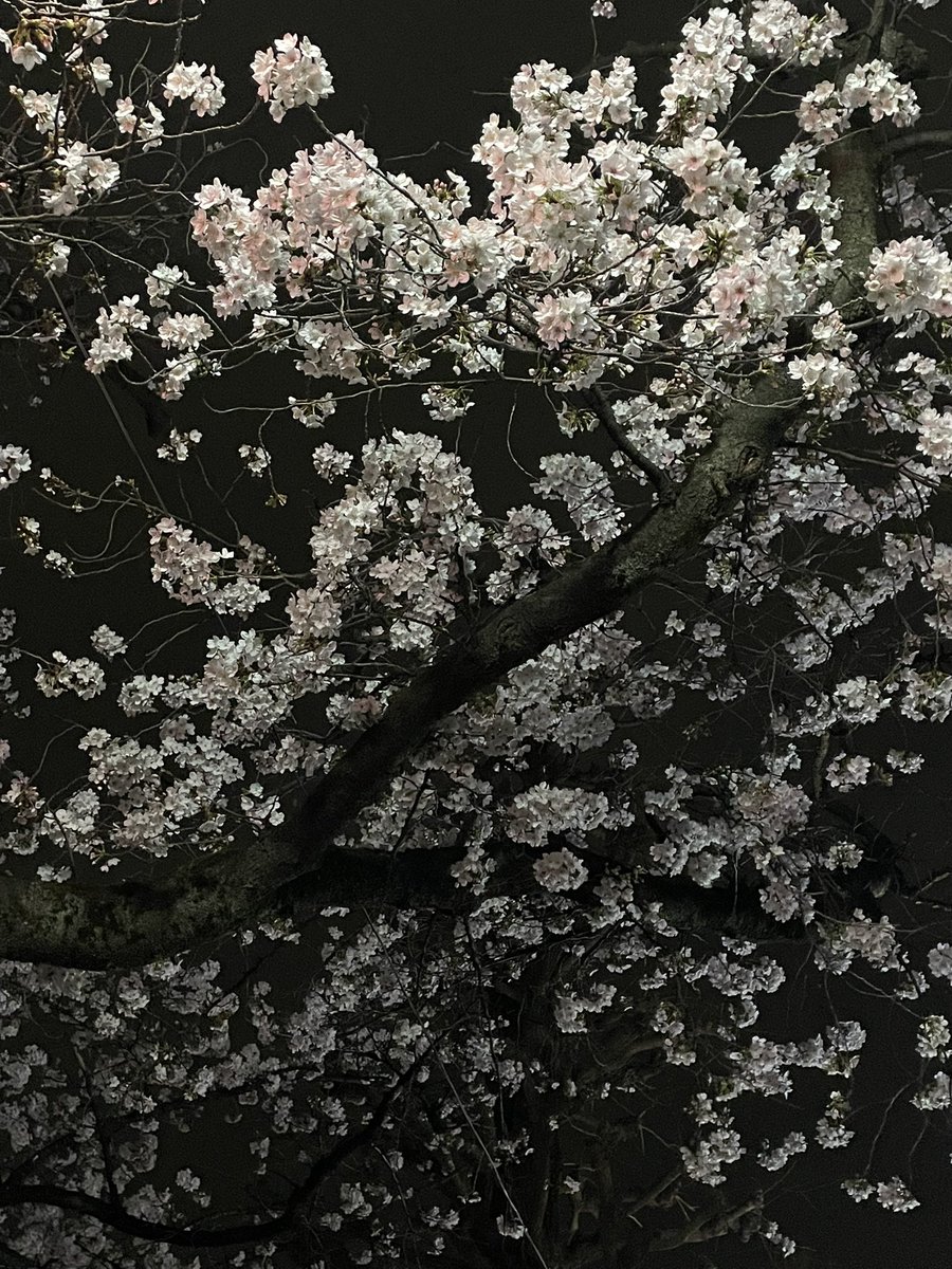 マンドリン風来坊よねっち tweet media