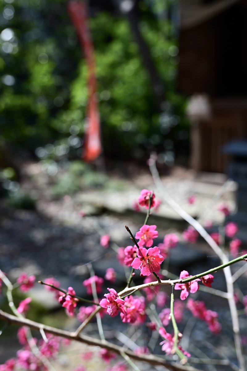 はむにゃん@写真 tweet media