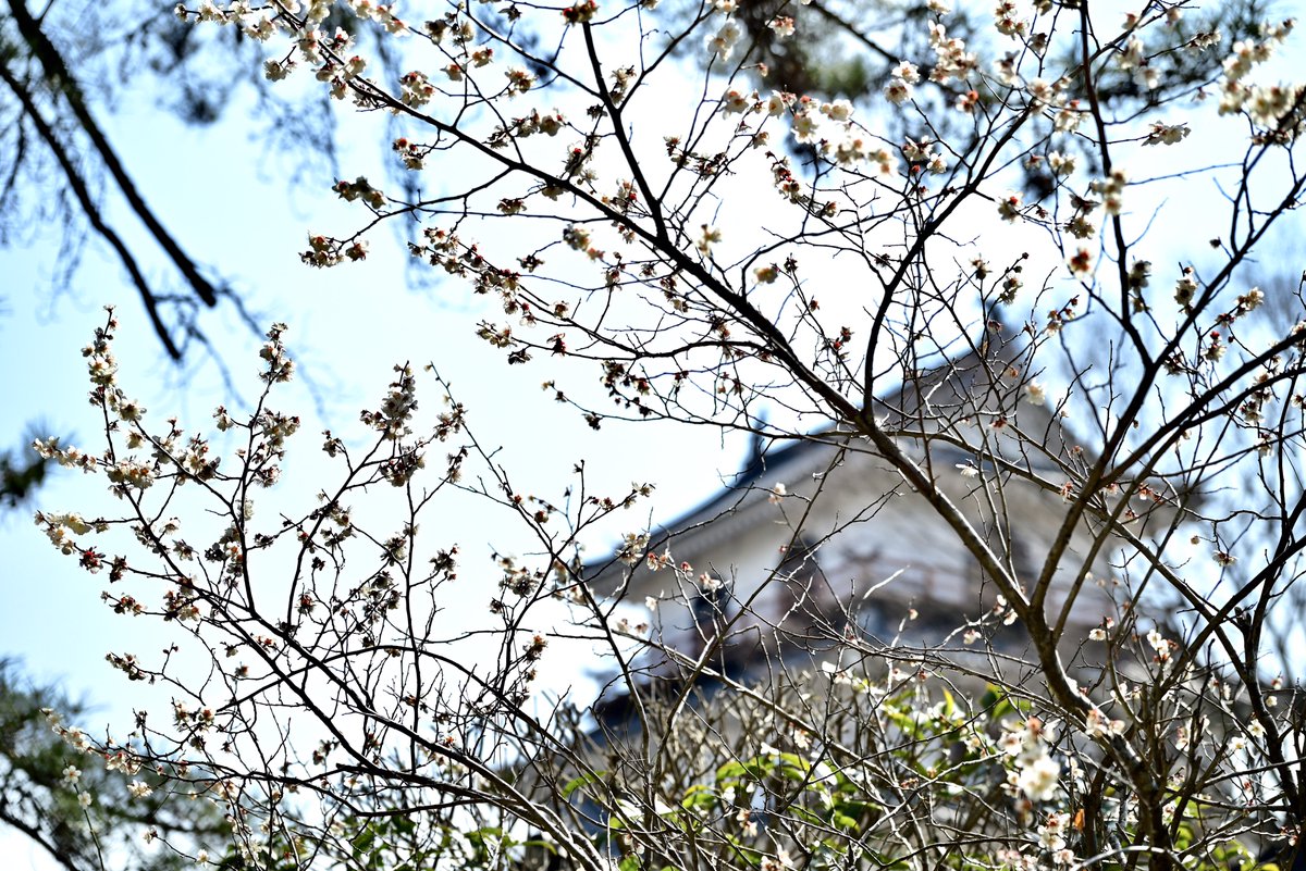 はむにゃん@写真 tweet media