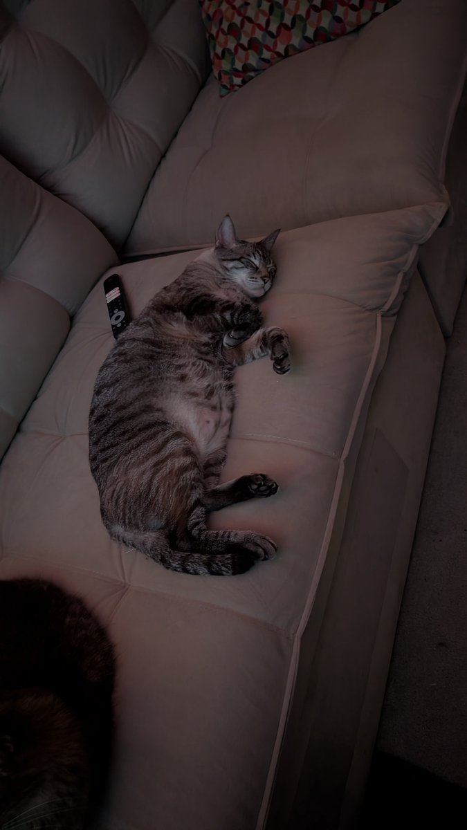 Zelda ✨ tweet media