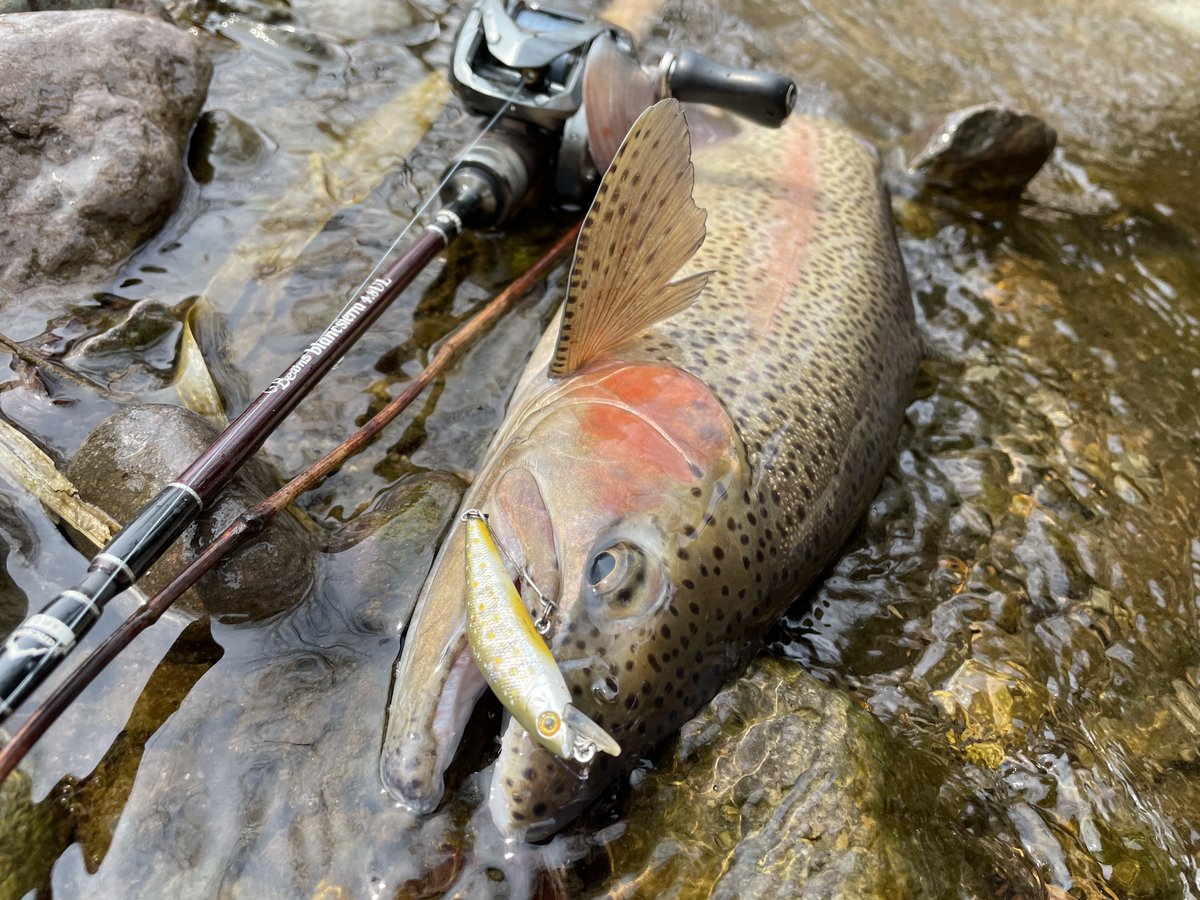 tanakacraft2021's tweet image. 今日の川んぽ

#fishman
#bkk
#yamatoyo