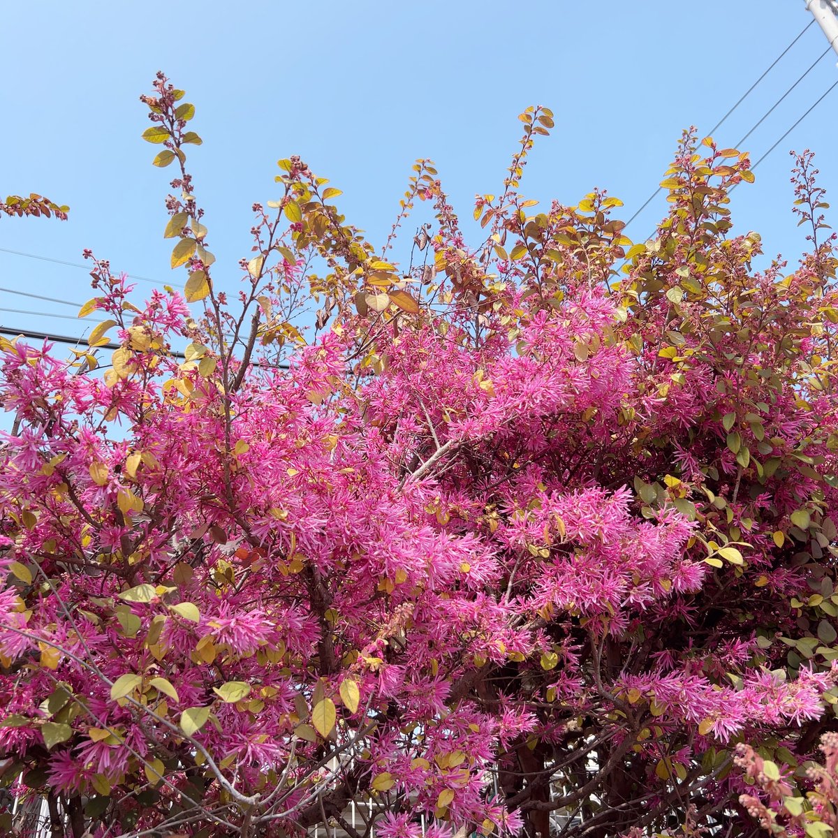 チャイ🍰 tweet media