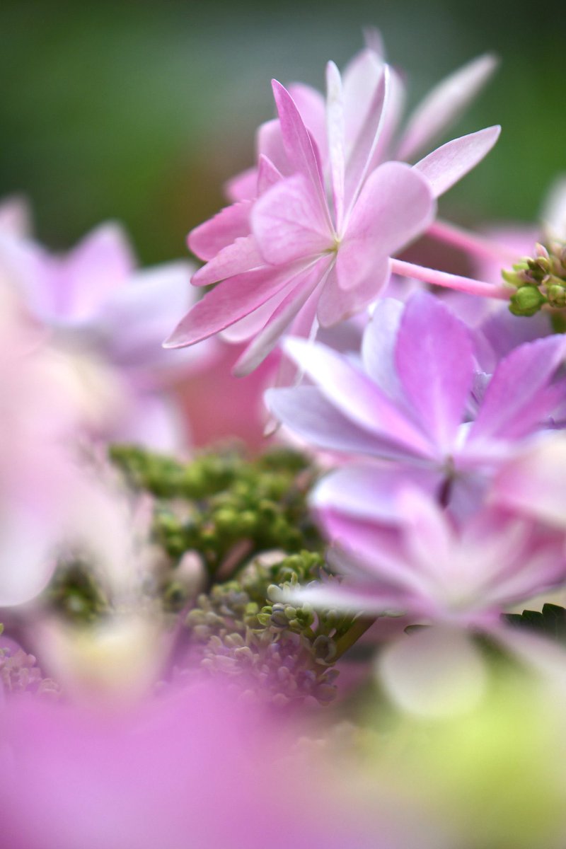 フ ラ ン @読書/写真/生態 tweet media