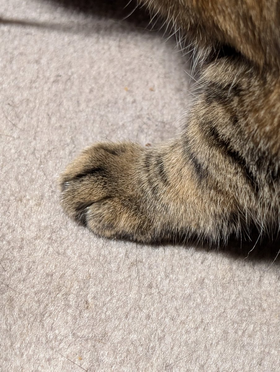 黒騎士アンギラズ卿 tweet media