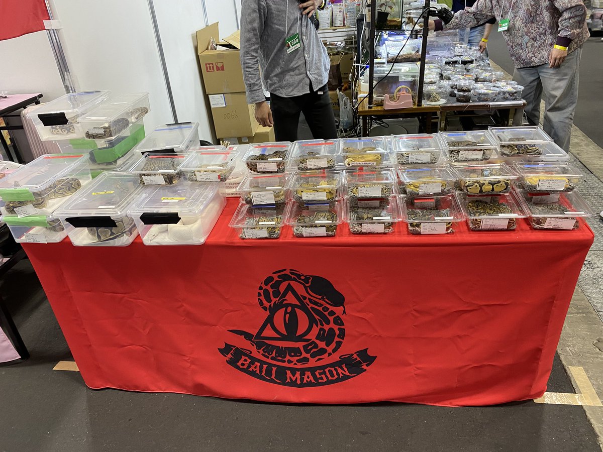 BALL/👁\MASON tweet media