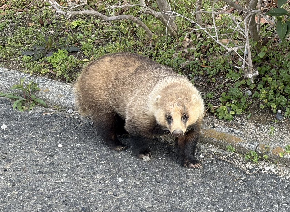 ストロマトライト tweet media