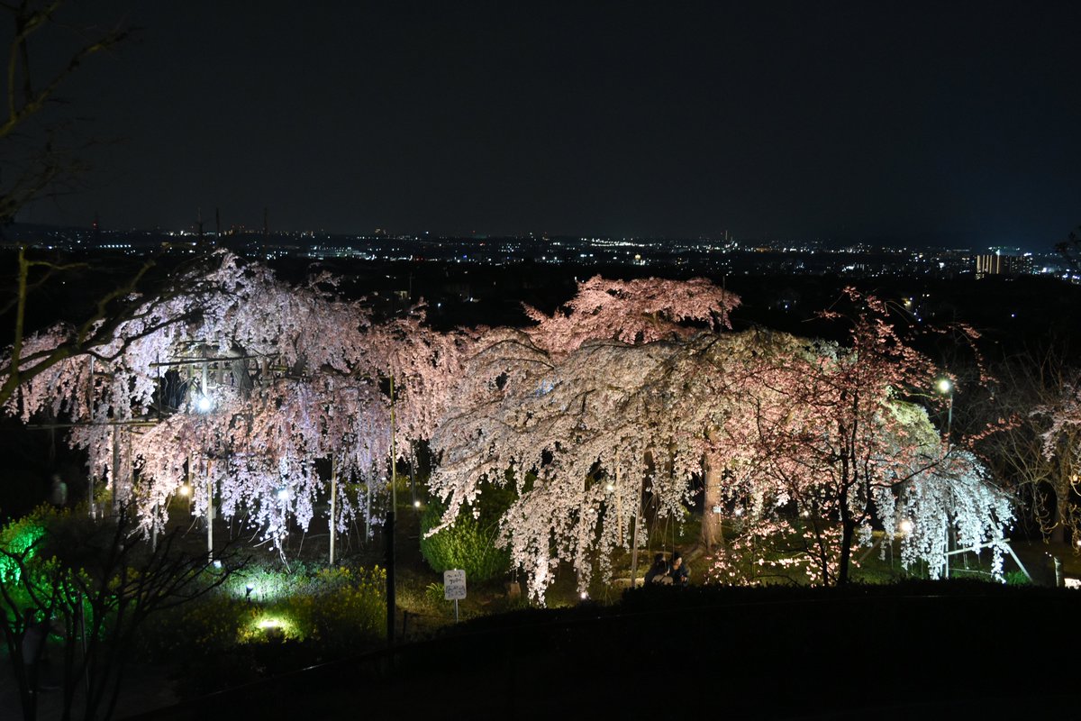 宇治市観光協会 tweet media