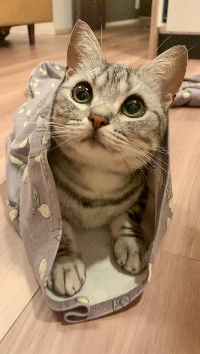 あんこともなか🐾充電ねこ tweet media