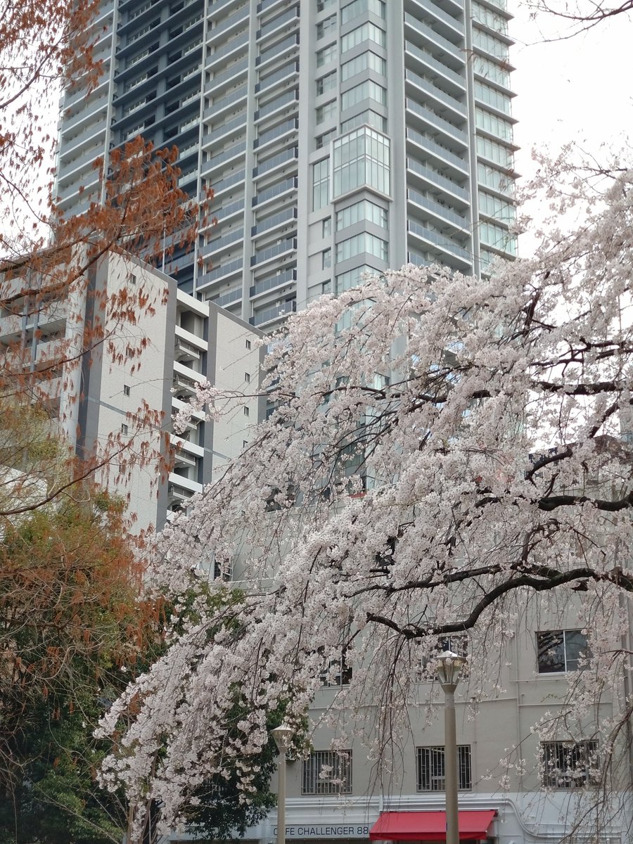 のぶりん tweet media