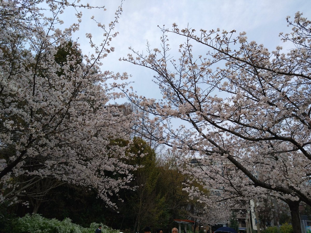 のぶりん tweet media