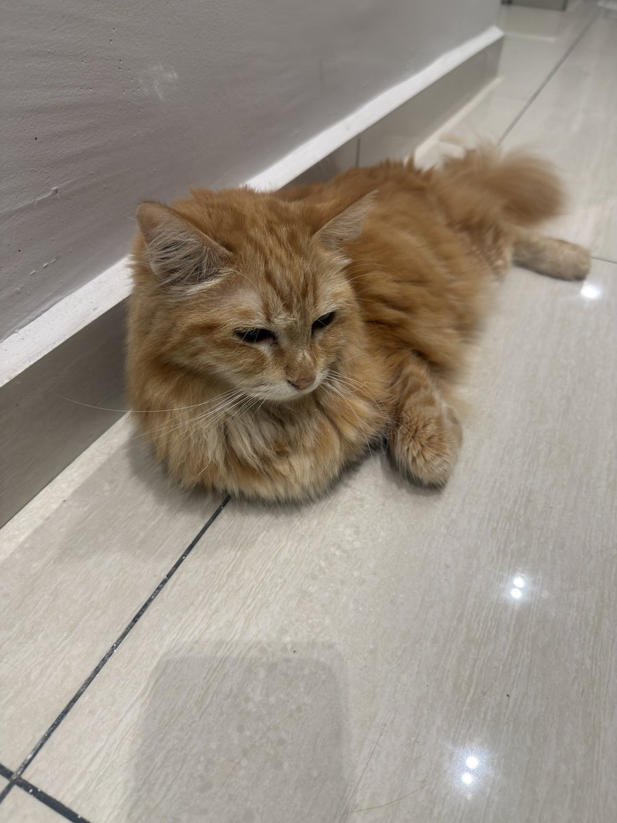 Nabila Mohammad tweet media