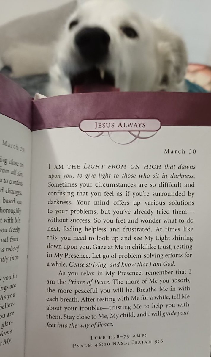 Monique van der KZN 🇿🇦 tweet media