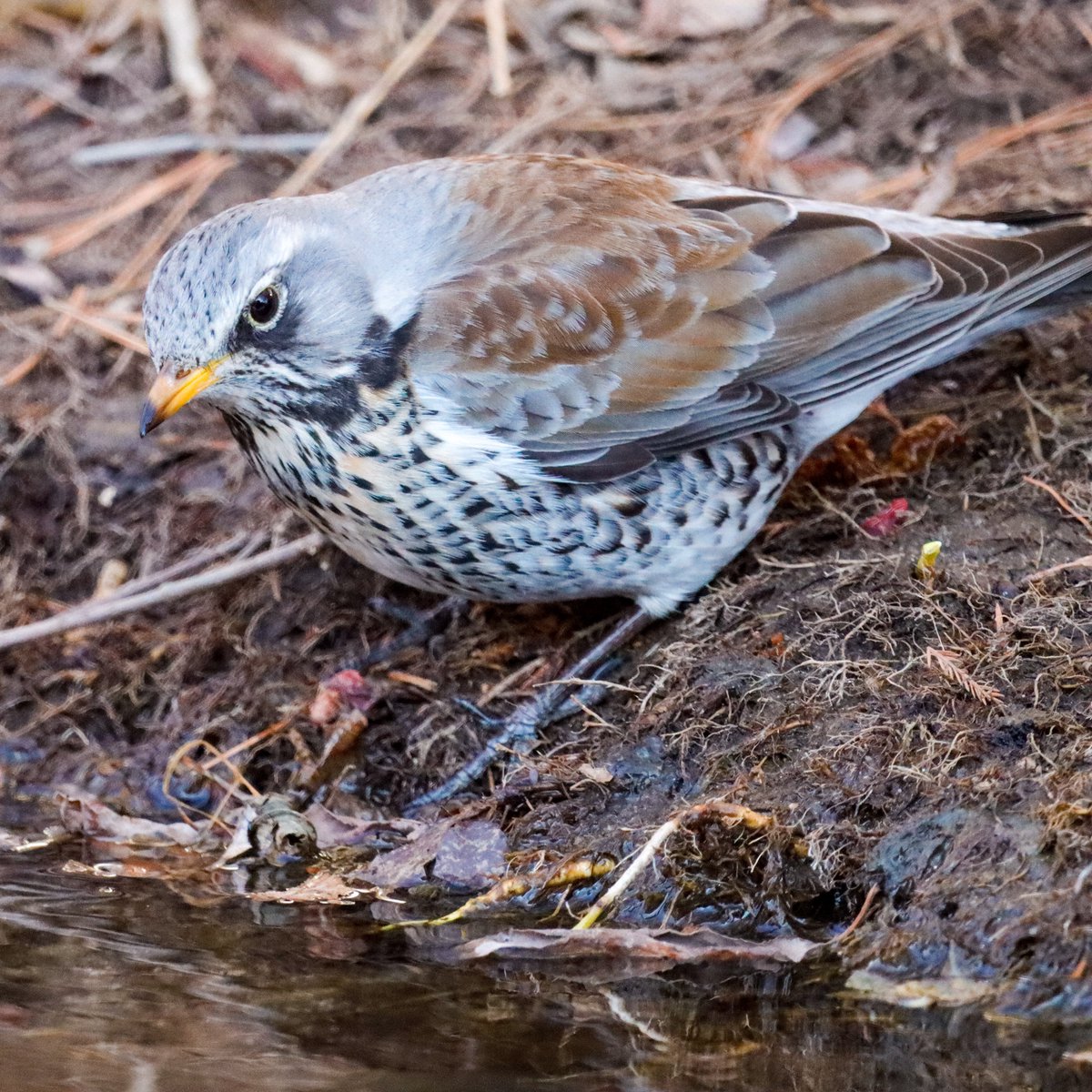 Nessa 넷사 tweet media