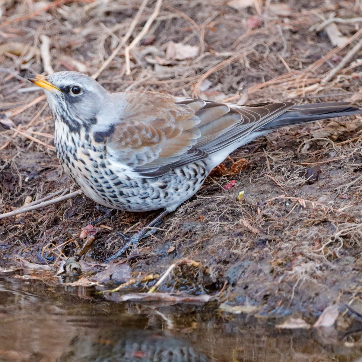 Nessa 넷사 tweet media