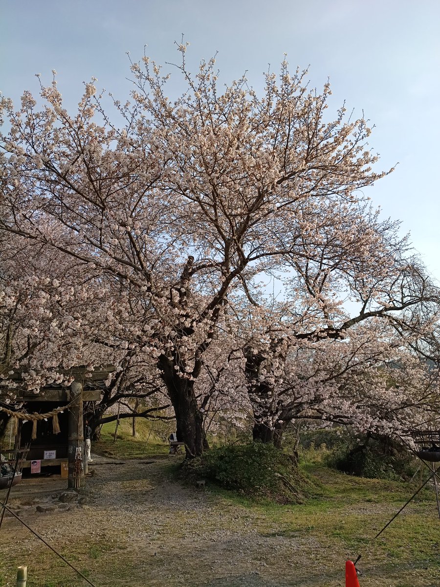地元の名所🌸朝イチ🌸行ってきた