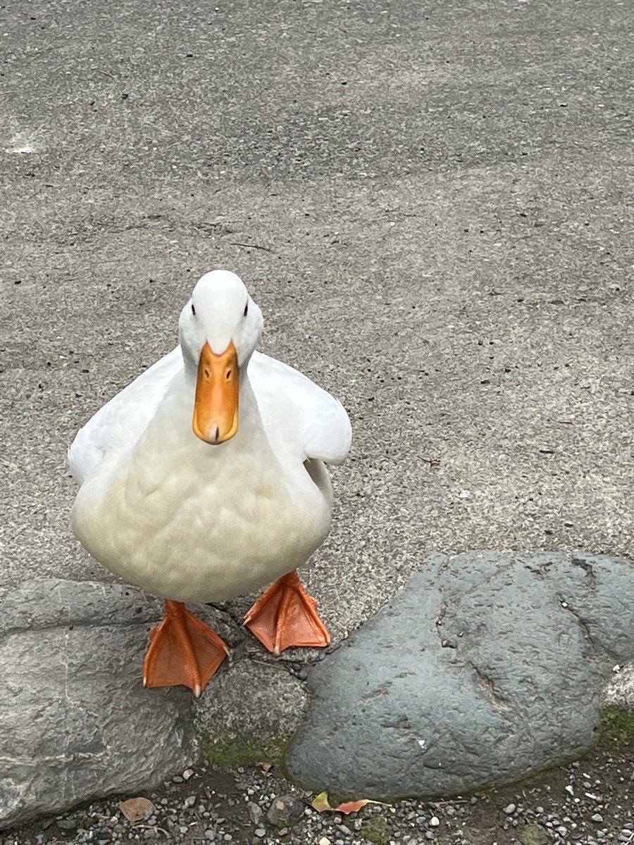 Moroo Jun tweet media