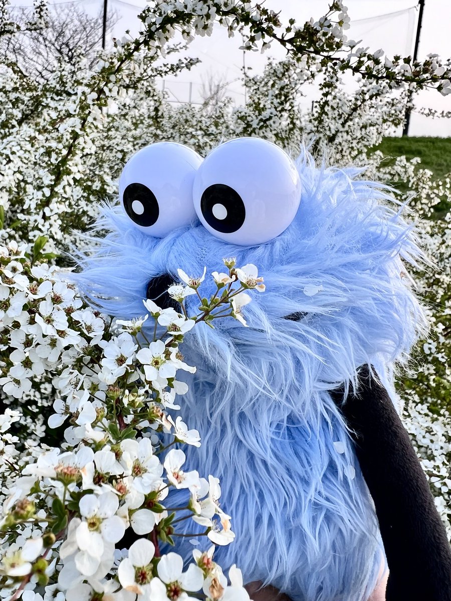 タビすけ。 tweet media