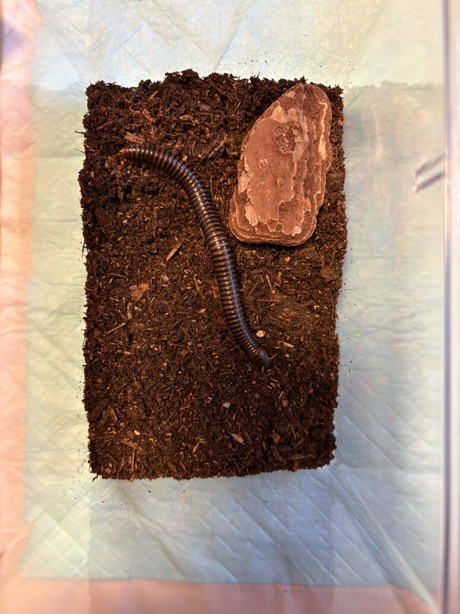 kazu 爬 tweet media