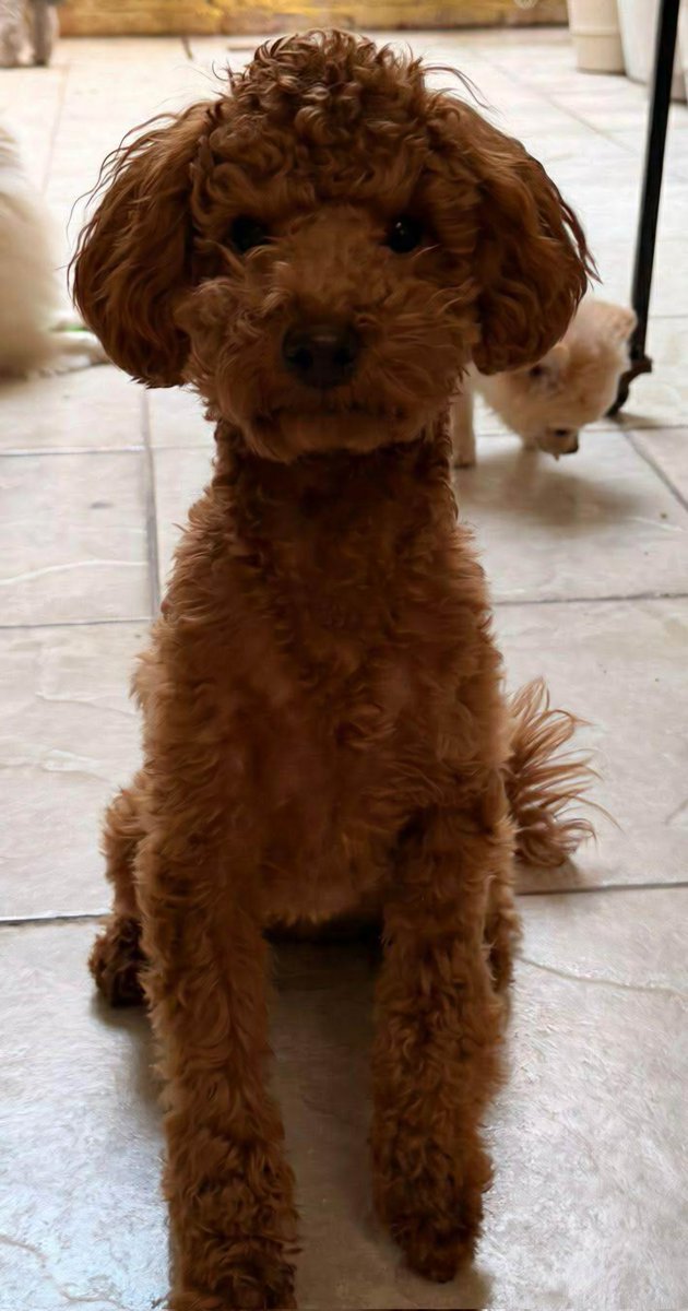 Iztacalco Noticias tweet media