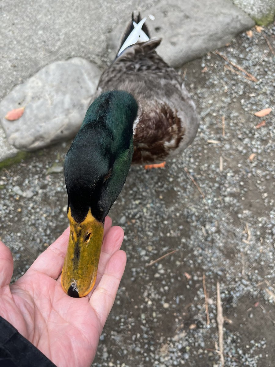 Moroo Jun tweet media