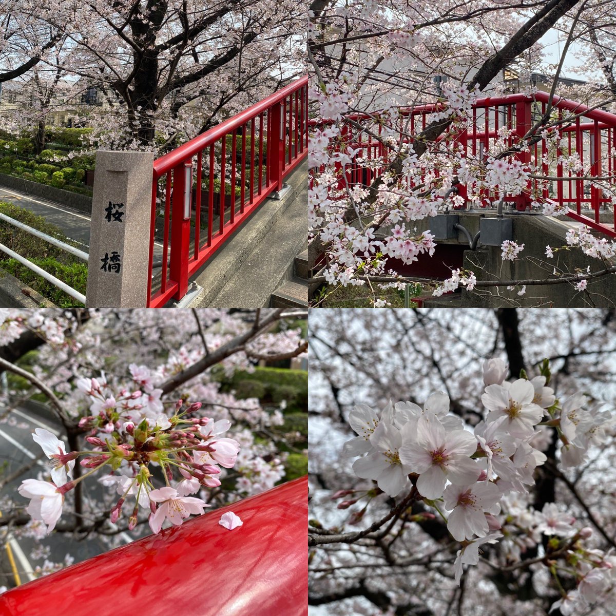 mieko⭐︎BROS.5期生 tweet media